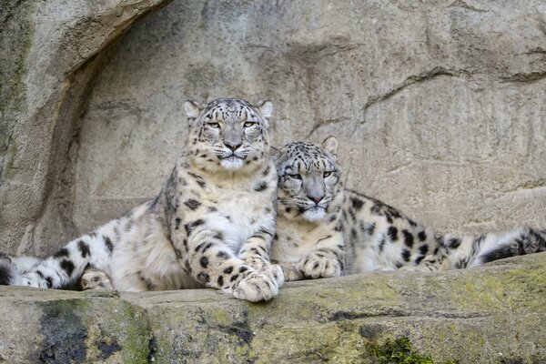 In the world of animals - snow leopard