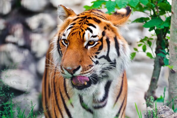 Amur tiger on the background of nature