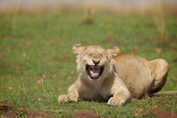 Laughter of a wild lioness cat