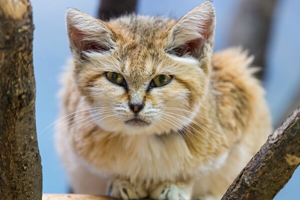 A sand cat on a tree