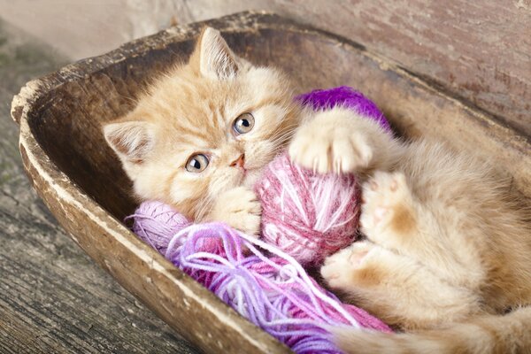 Pequeño gatito pelirrojo jugando con glomérulos rosados