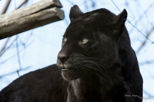 Schwarze Wildkatze, Panther