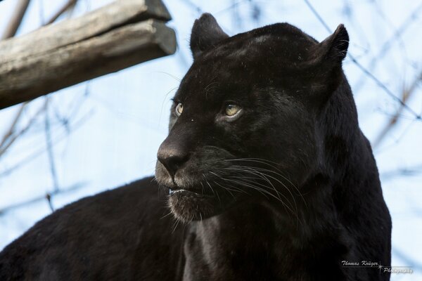 Black wild cat, panther