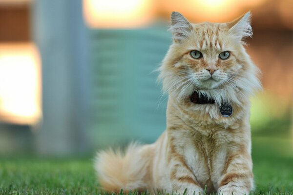 Redhead gatto in posa per una foto