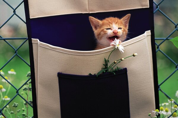 A kitten in her purse is playing with a daisy