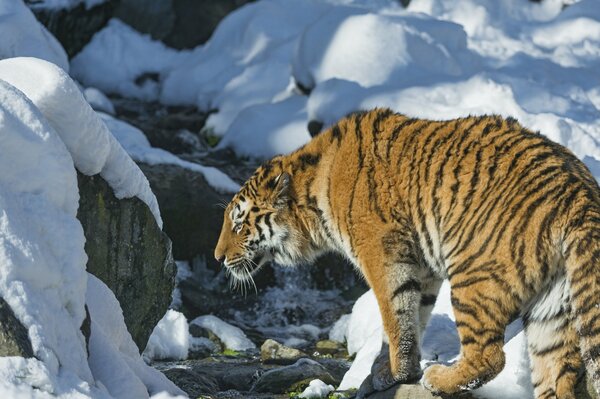 La tigre cammina nella valle d inverno