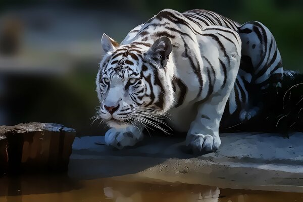 Der sitzende weiße Tiger hat sich versteckt