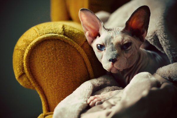 The sphinx cat looks into the camera