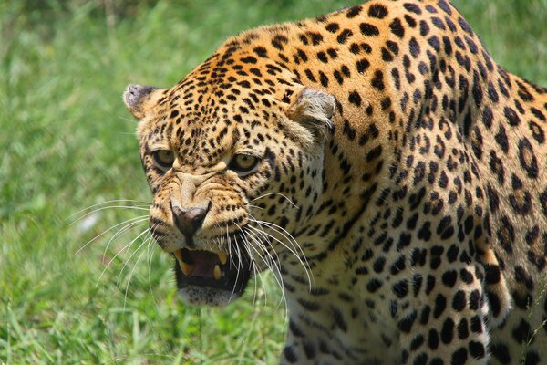 Il leopardo si stola e si appanna su una radura verde