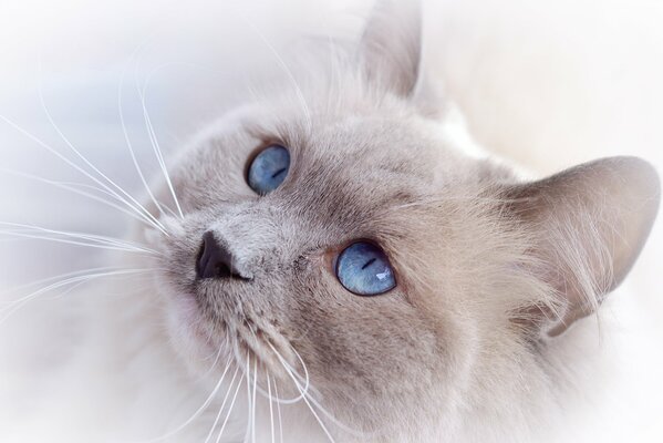 Hermosos ojos celestes en un gato