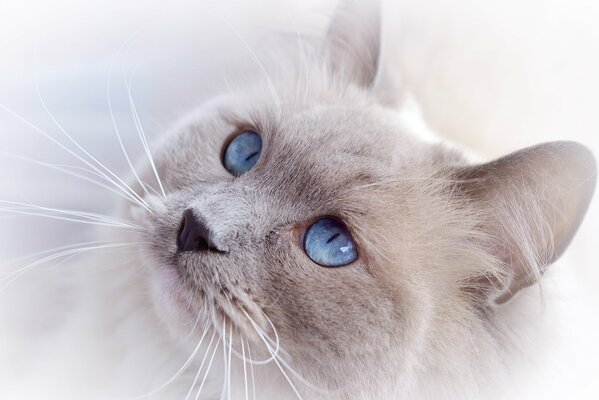 Niebiańskie piękne oczy u kota