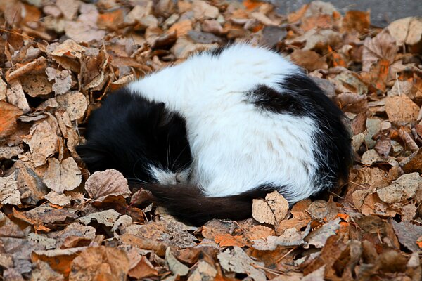 Gatito en las hojas de otoño durmiendo