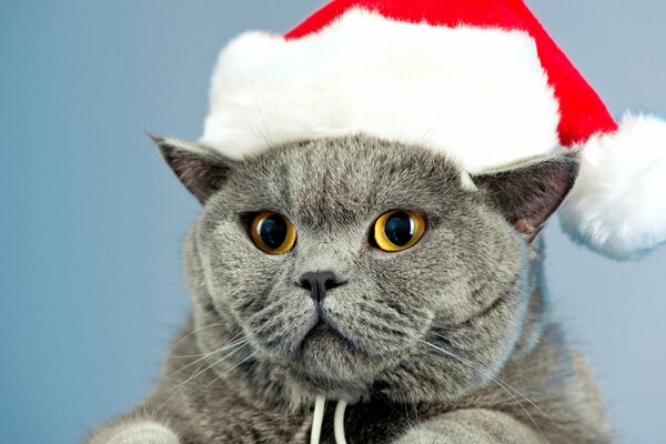 Chat gris avec chapeau de Noël