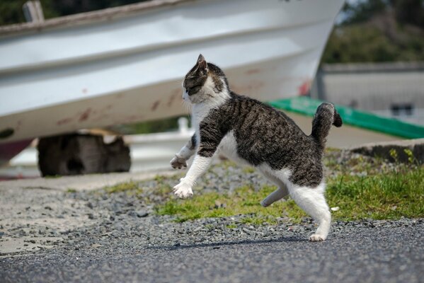 Полосатый черно-белый кот атакует