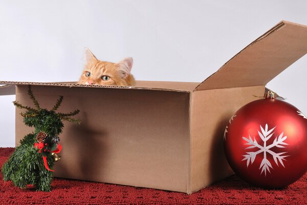Кошка в коробке с ёлочным шаром