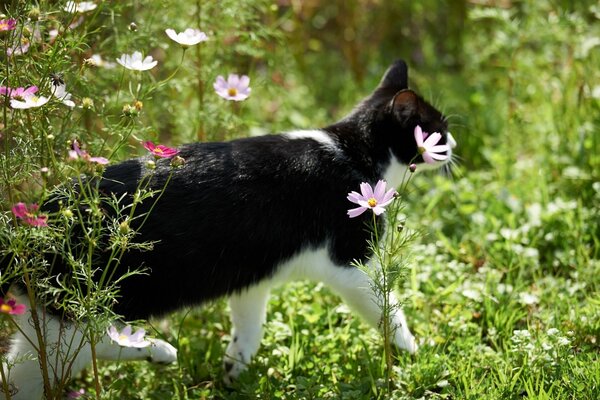 Chat noir et blanc est sorti pour une promenade