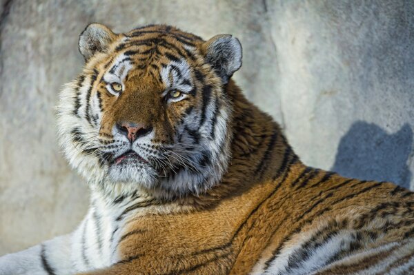 Portrait of the Amur tiger predator s view @tambako the jaguar