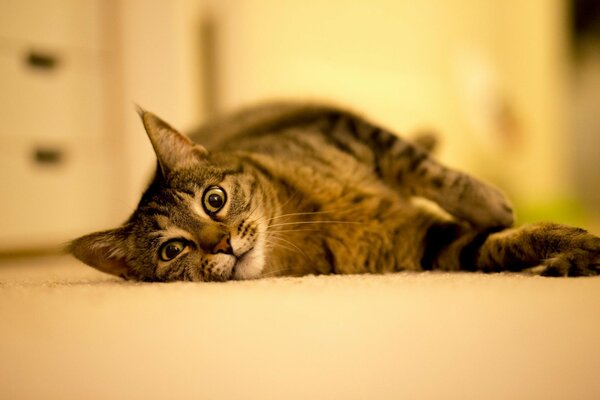 Resting on the floor of a playful cat