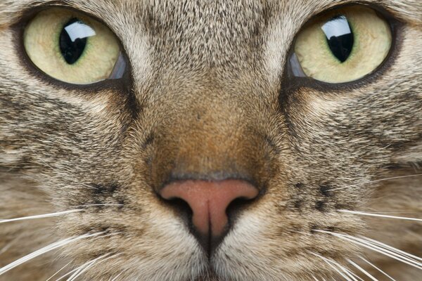 The muzzle of a cat with green eyes