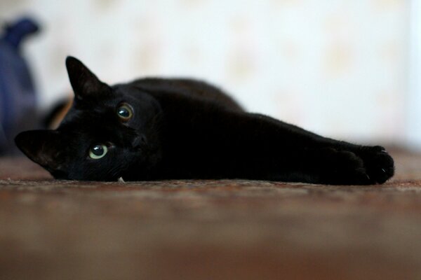 Czarny kot z białymi wąsami w błogości