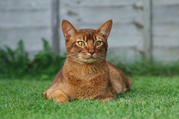 Gato pelirrojo yace en la hierba