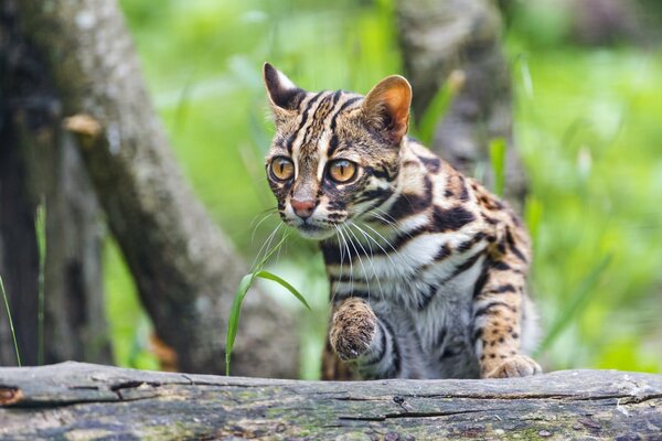 Stalking Bengal dwarf cat in the forest