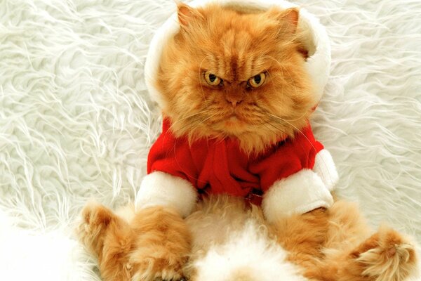 Сердитый рыжий кот в новогоднем костюме