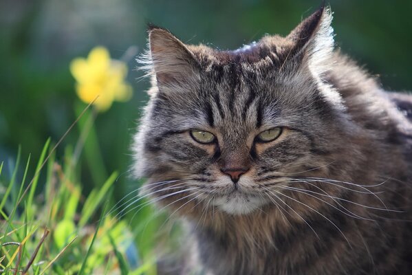 A disgruntled squint at a furry cat, hunting in the grass