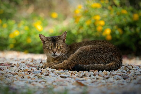 Gatto che riposa sulle rocce in estate