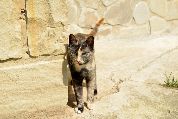 A street cat. Brick house