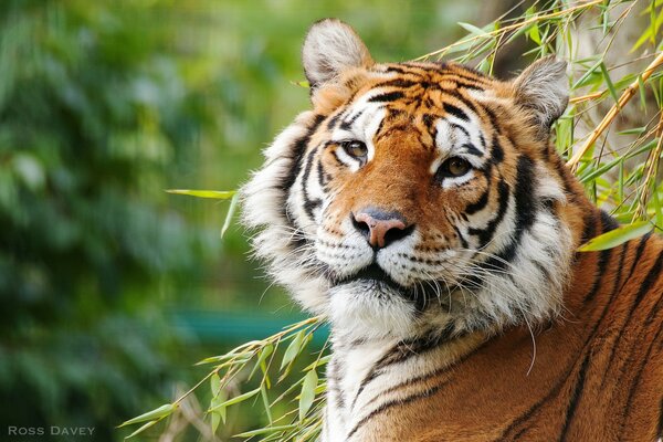 Przystojny Tygrys ogląda profil