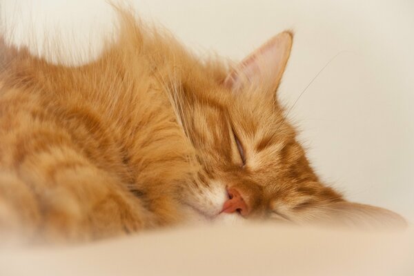 The red-haired kitten is sleeping sweetly