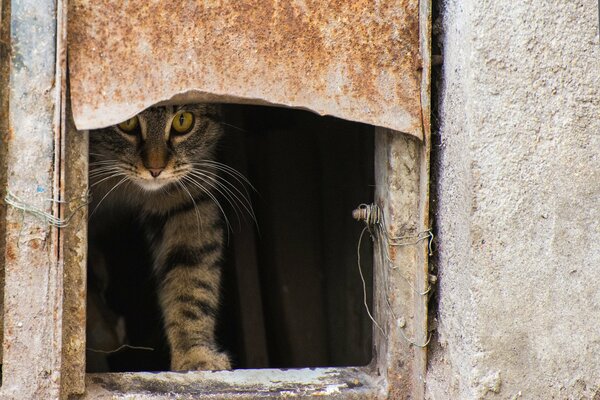 The cat looks out of the basement