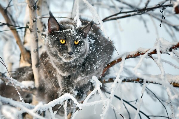 A cat on the background of a winter fairy tale