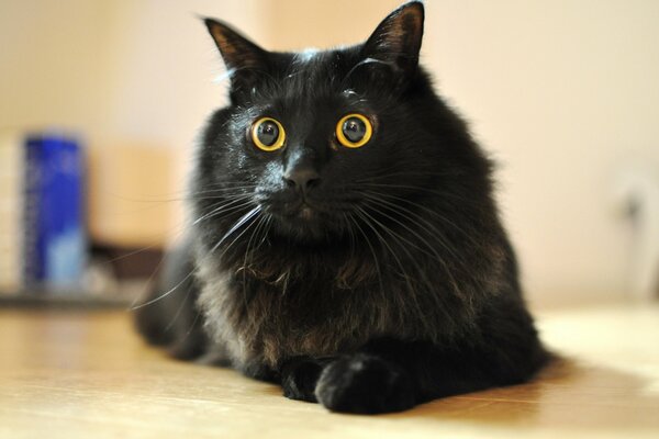 Кошка с яркими желтыми глазами