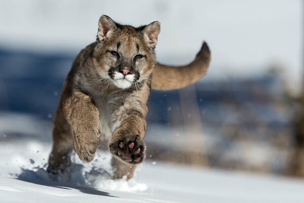 Pumas Sprung in dichten Schnee