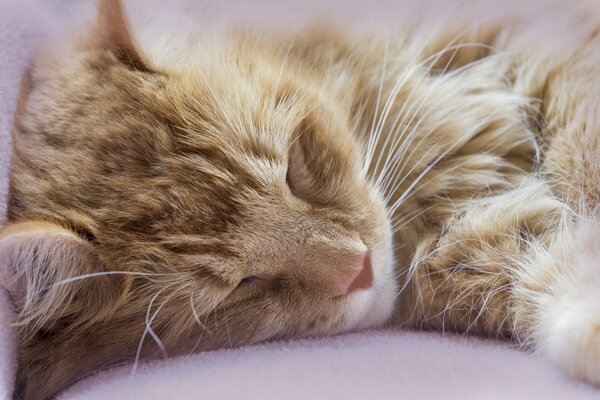 The ginger cat meowed quite a lot and slept constantly