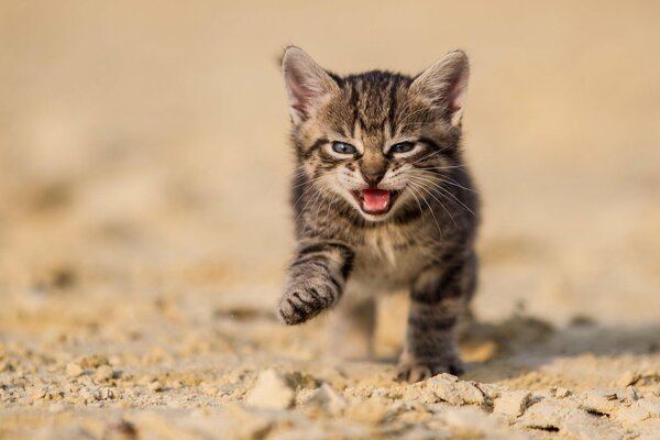 Chaton gris miaule de joie