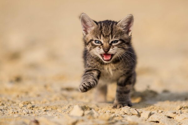 Szary kotek miauczy z radości