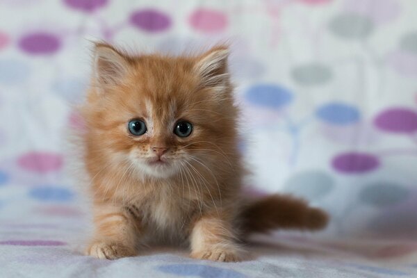 A small red kitten on a blurry background