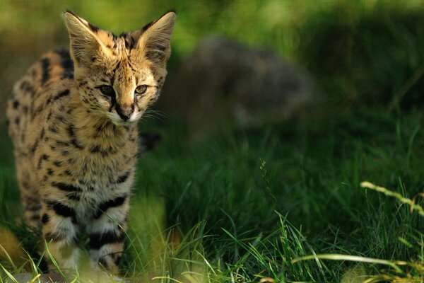 Joven gato salvaje en la hierba