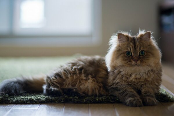 Chat sur fond dans la maison