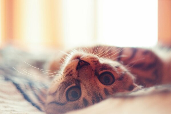 Sguardo sveglio del gatto soriano con gli occhi grandi