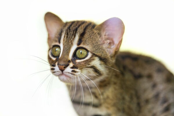 Le regard d un joli chaton tacheté