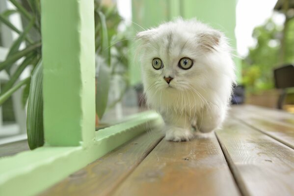 A cat with a mustache, a mustachioed cat with big eyes, a cat with a mustache