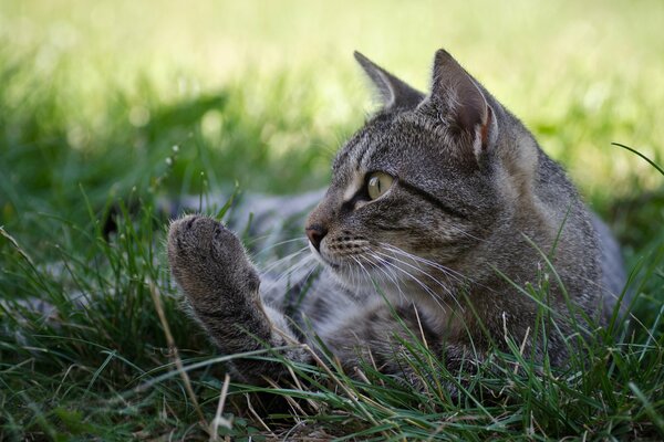 Eine graue Katze liegt auf dem Rasen