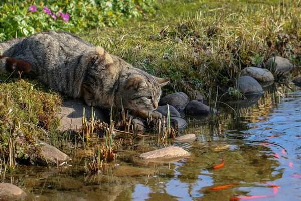 Gatto grigio sulla riva del fiume