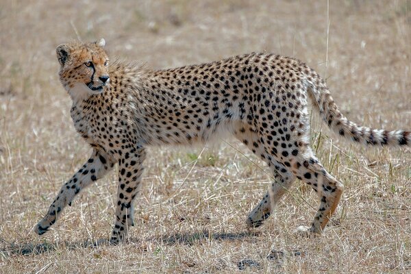 Anmutiger Gepard gefährliche Wildkatze