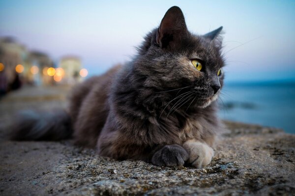 The cat is lying on the seashore