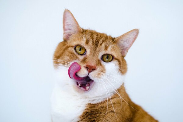 Cute red cat licking his lips